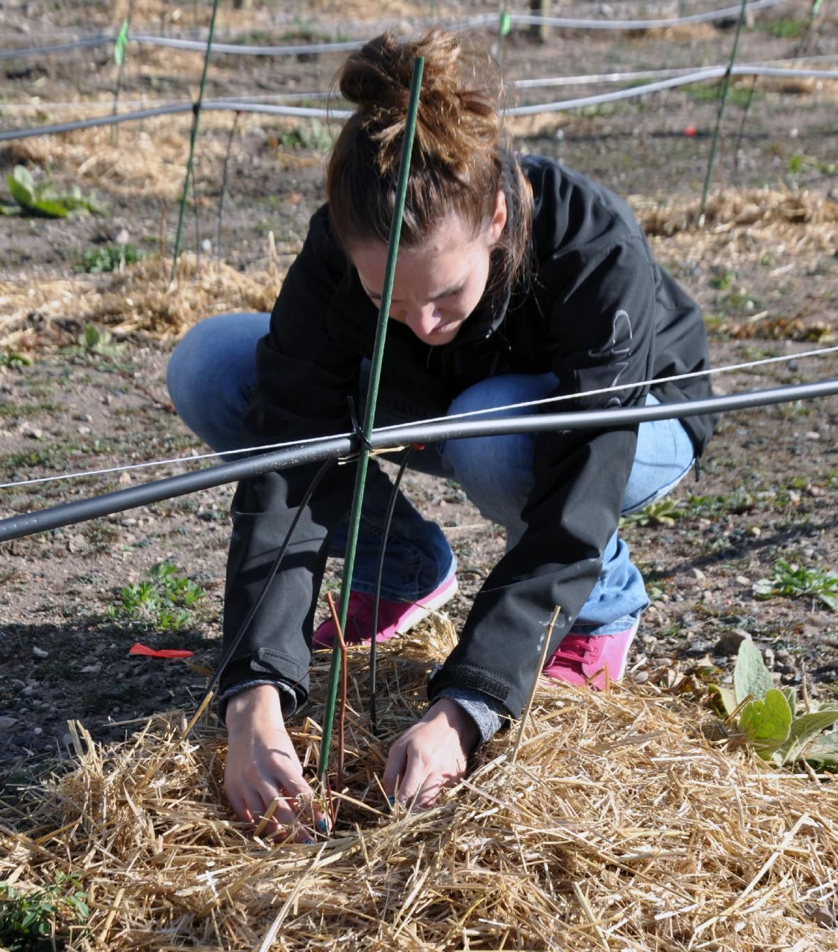A woman works with grapevines in an outdoor vineyard.