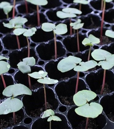 Seedlings in a plant growth trial to verify compostability.