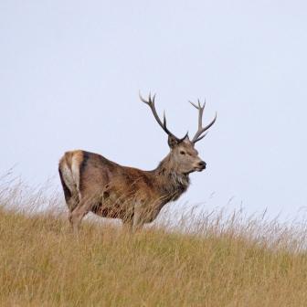 Red Deer