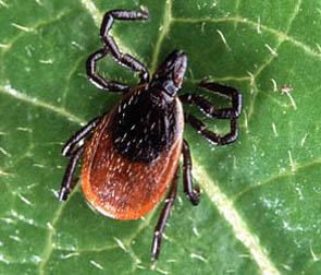 Adult deer tick