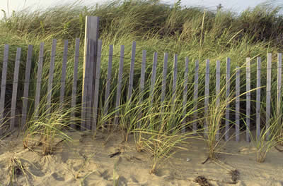beach-fence-grass.jpg