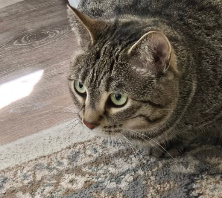 Seymour library cat
