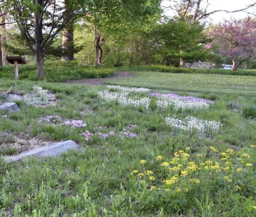 native lawn at Cornell