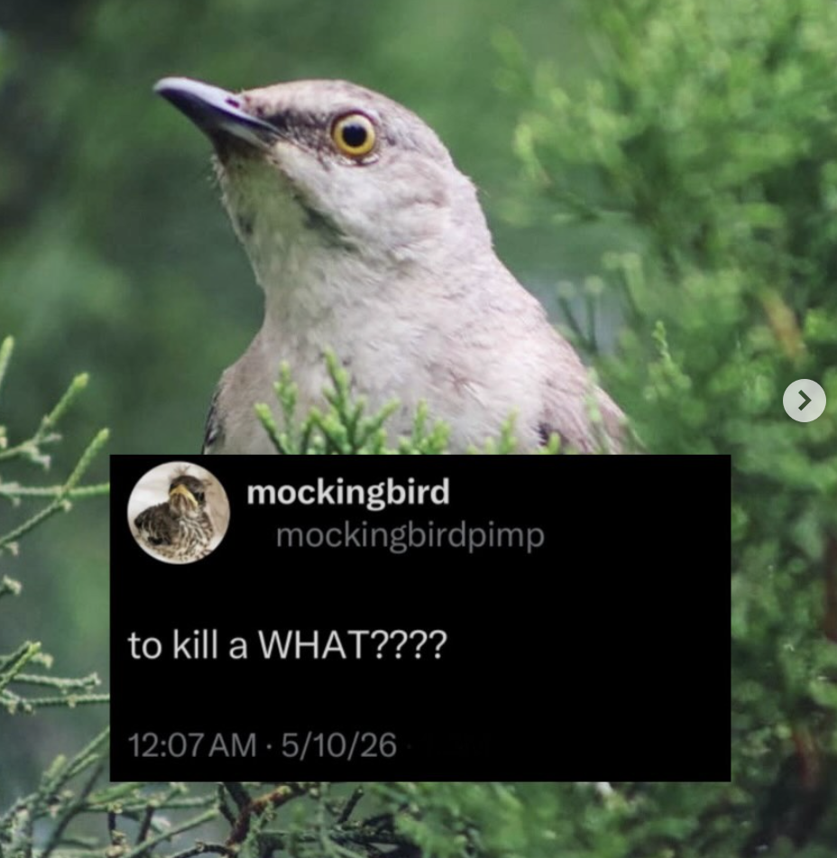 mockingbird meme