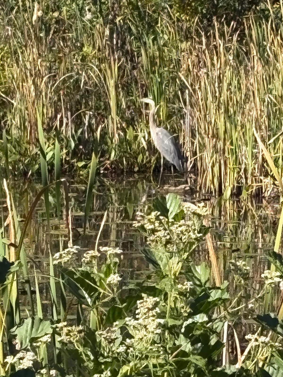 Blue Heron