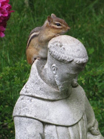 chipmunk on statue