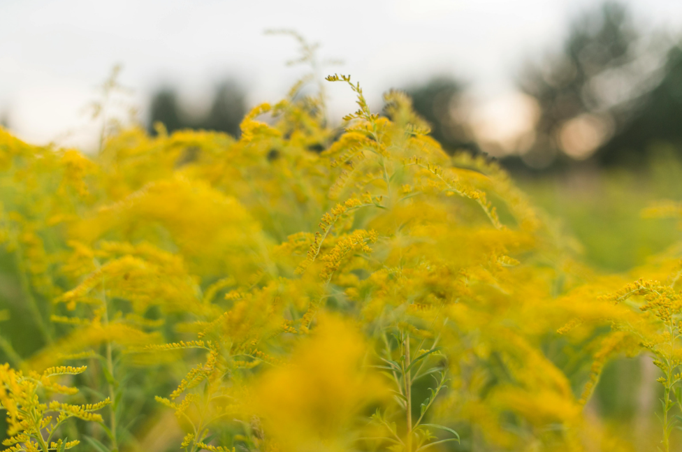 Fall seasonal allergy prevention