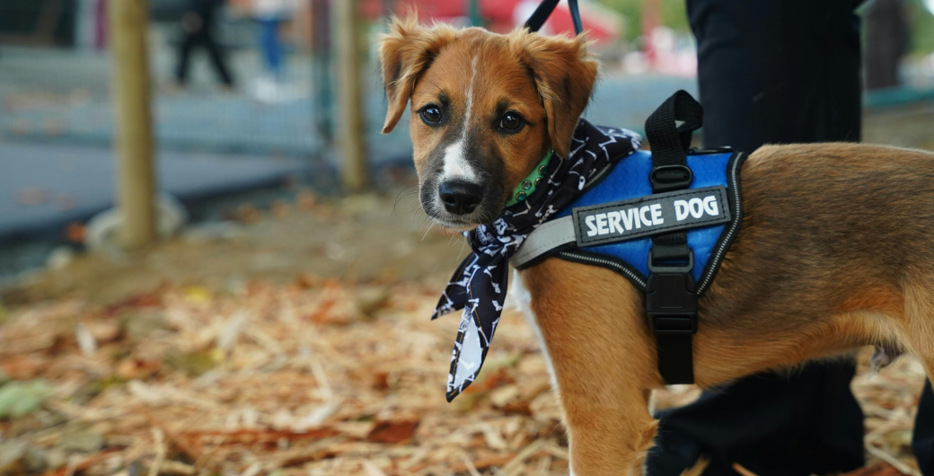 Service Animal Guidelines Illustration