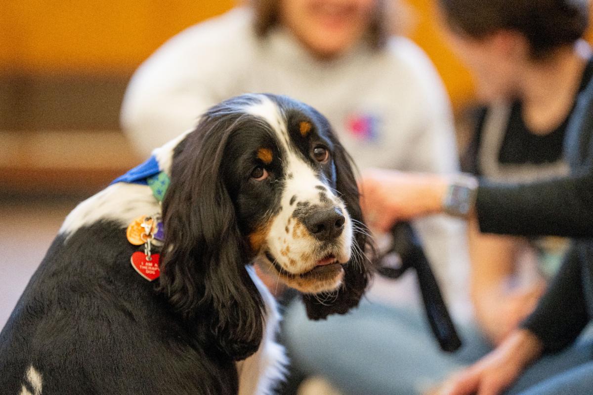 Photo of a spaniel in focus being petted by students not in focus