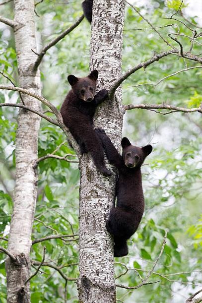 Photo of two young black bears climbing a tree