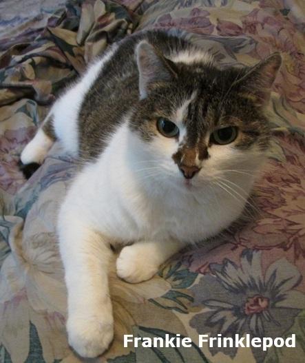Photo of a tiger and white cat named Frankie Frinklepod