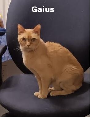 Photo of an orange cat named Gaius
