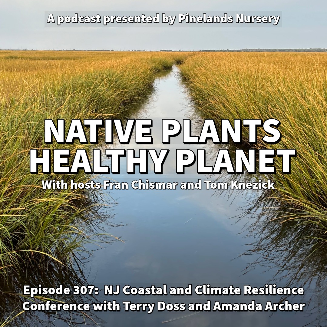 Image of a creek with text reading Native Plants Healthy Planet