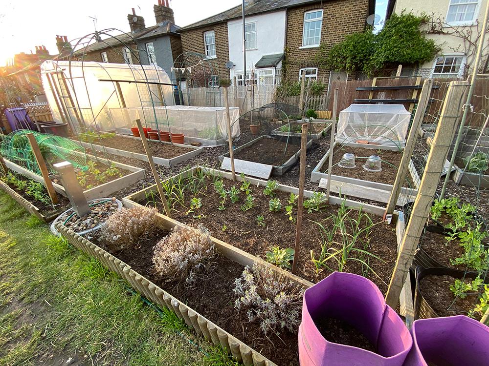 Allotment-in-March.jpg