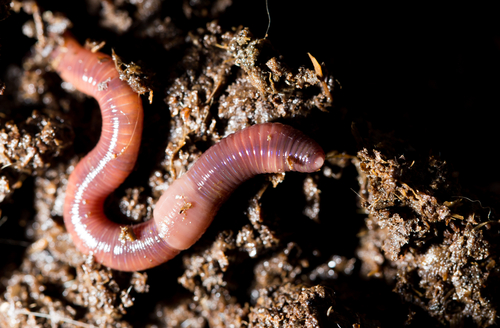 red worms in compost. macro