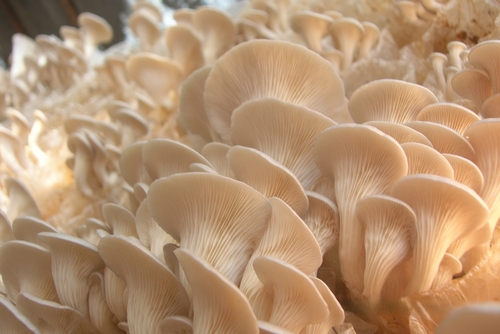 growing white oyster mushrooms in the greenhouse_ cultivation_ mushrooms growth _ close up