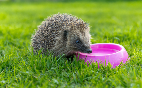 Hedgehog drinking water from a pink bowl on green grass.  Native_ wild_ european hedgehog on a warm day in Spring.  Horizontal_ landscape.  Hedgehog facing right.  Erinaceus europaeus