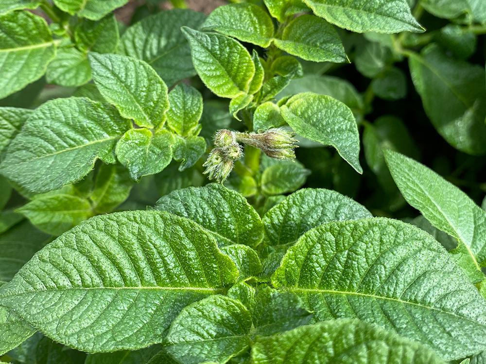 Potato-leaves.jpg
