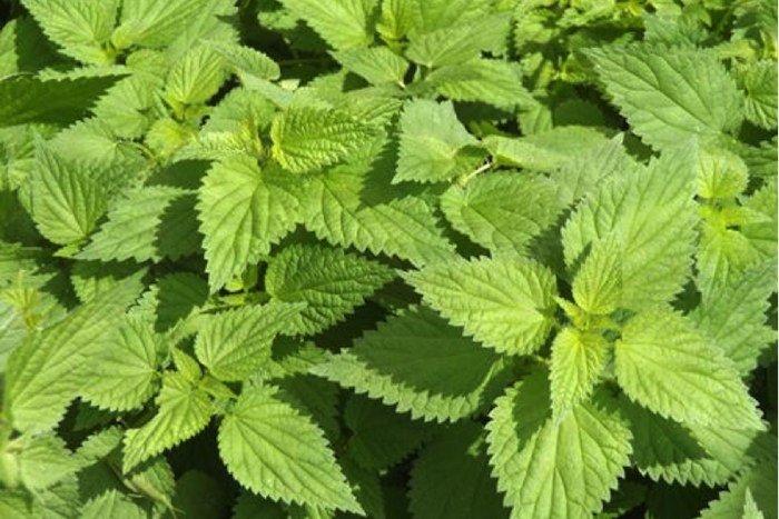 Nettles.jpg
