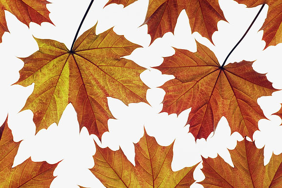leaves.jpg