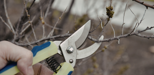 Tree clippers pruning tree