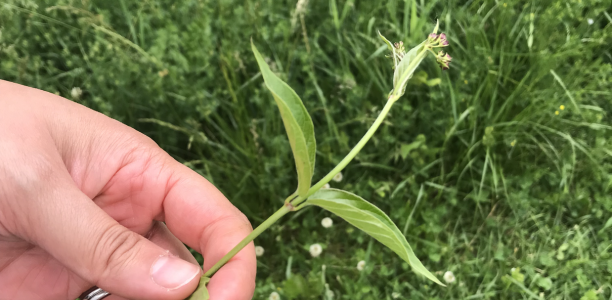 Invasive species of dog strangling vine