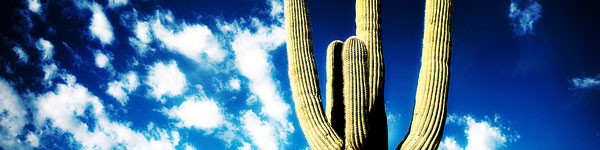 seasonal_cactus.jpg