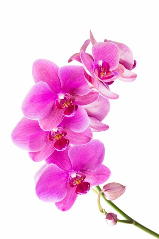 pink_orchid.jpg