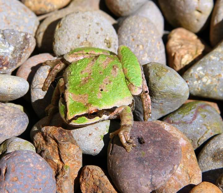 What's Happening CSL Eugene