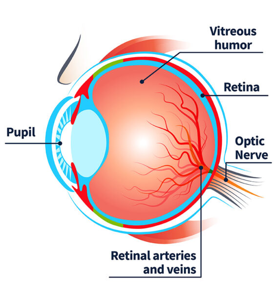 eye anatomy showing the placement of the retina and other parts of the eye.