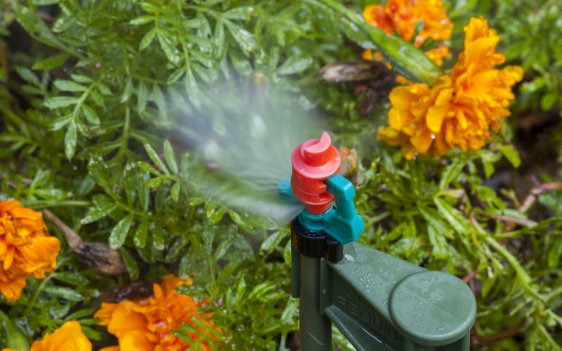 sprinkler head spraying water on orange flowers marigolds with green leaves