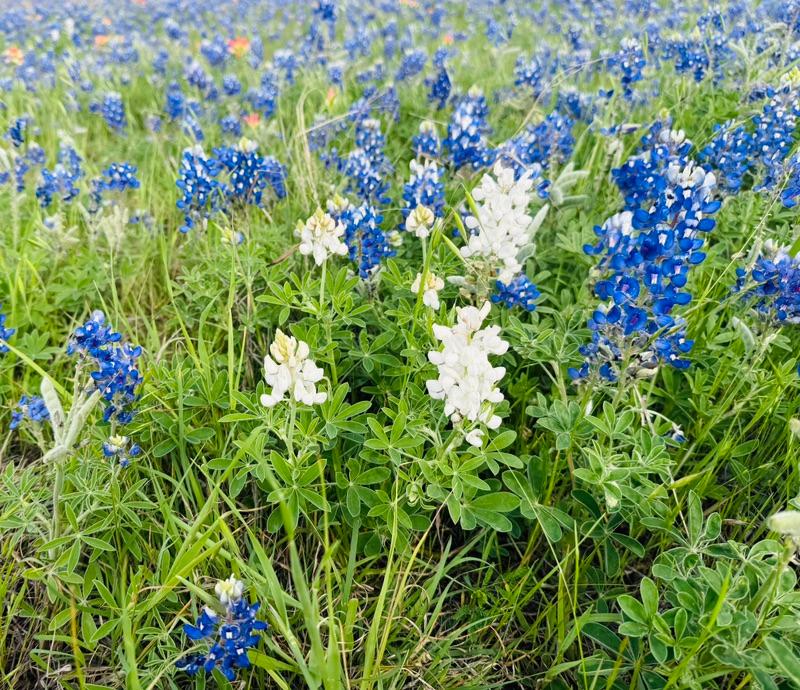 Blue Bonnets