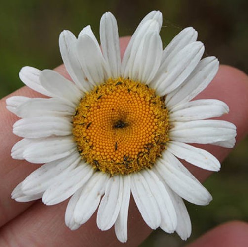 Oxeye Daisy