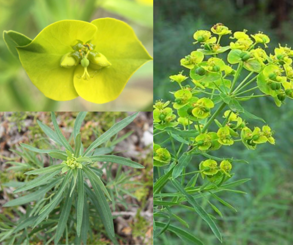 Noxious Weed: Leafy spurge