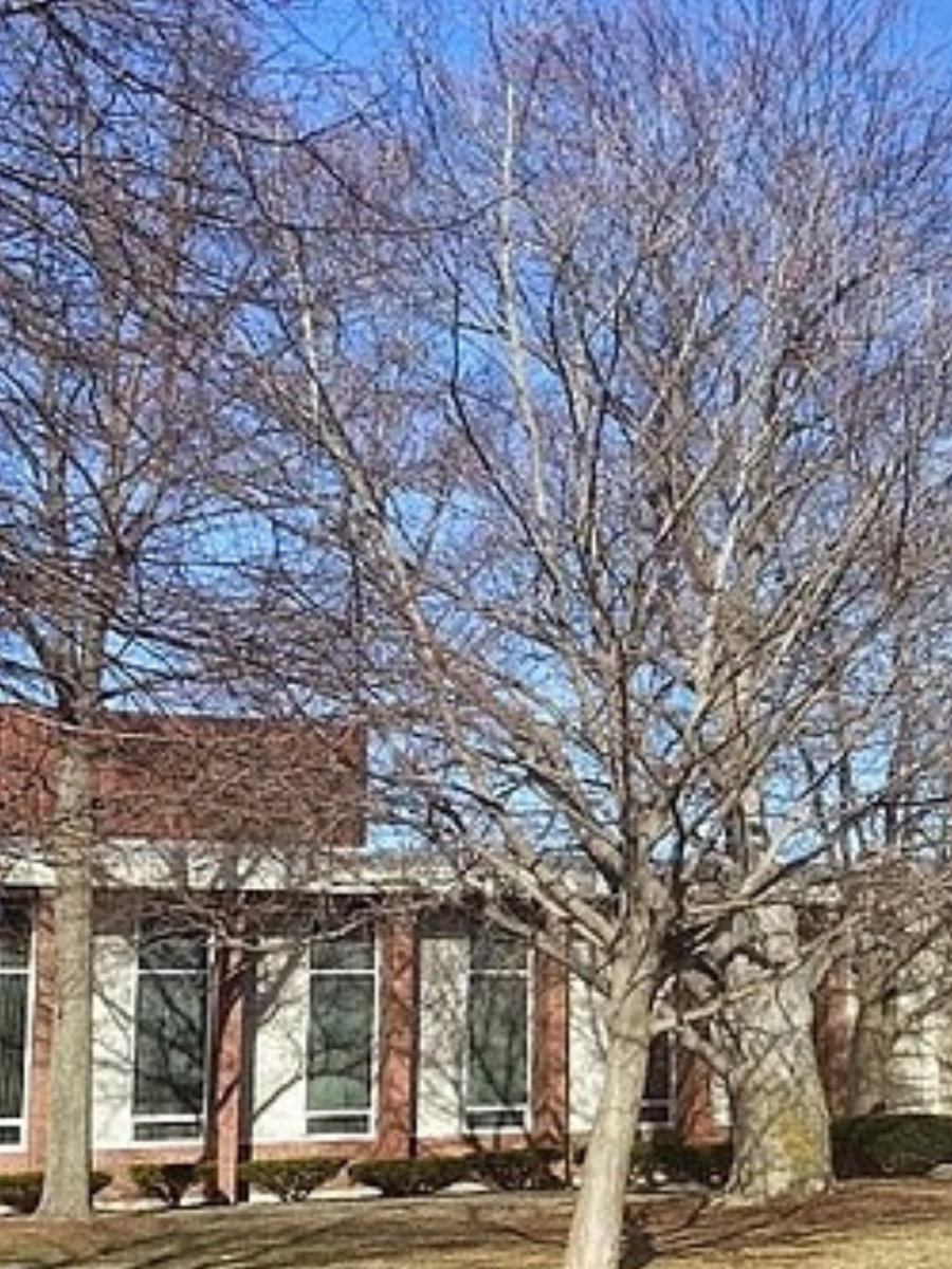 Trees on the Portland campus
