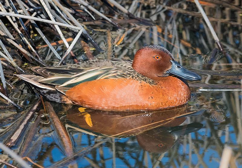 Cinnamon Teal Drake