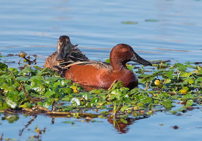 Cinnamon Teal Pair