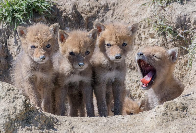 Coyote Pups