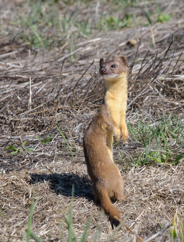 Long-tailed Weasel