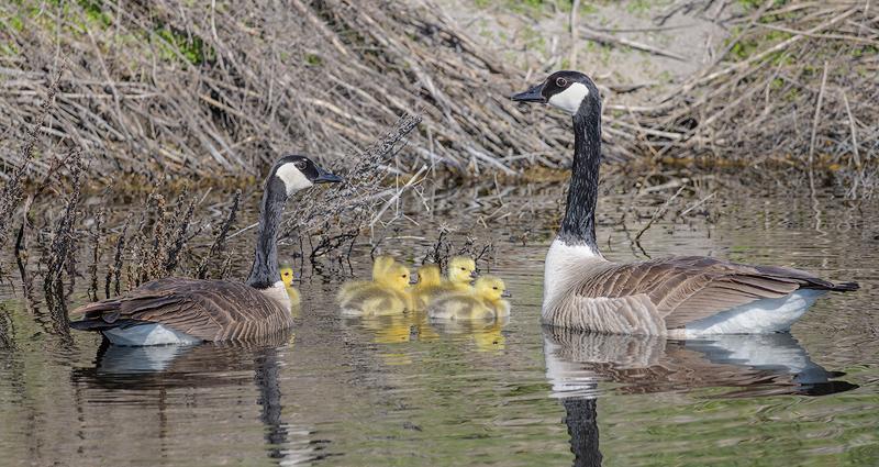 Canada Geese with Goslings