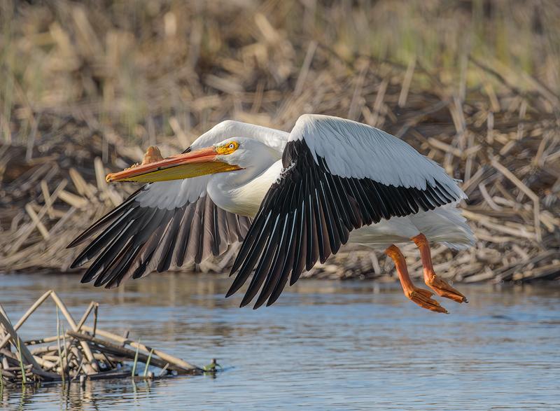 Pelican in Flight