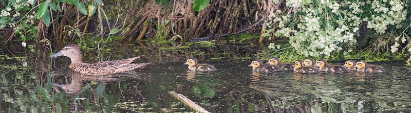 Cinnamon Teal Brood