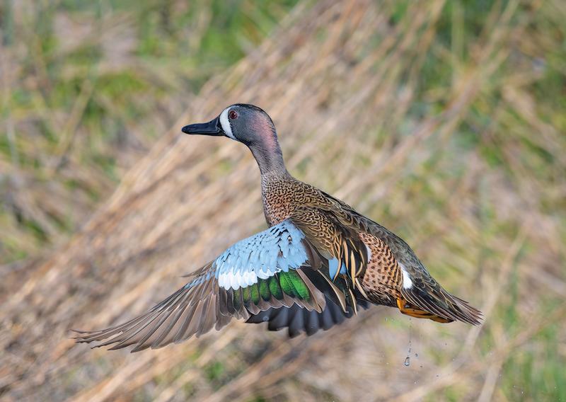 Blue-winged Teal in Flight