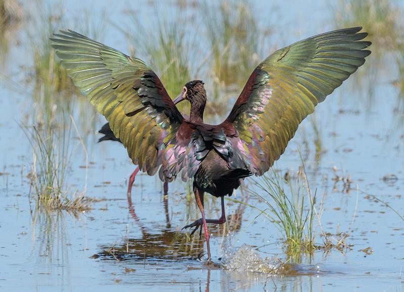 White-faced Ibis Landing
