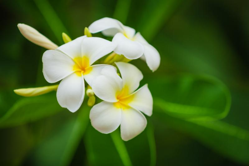 white_flowers.jpg