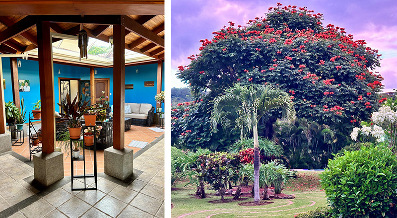 Casa Uno living room and the majestic African tulip tree