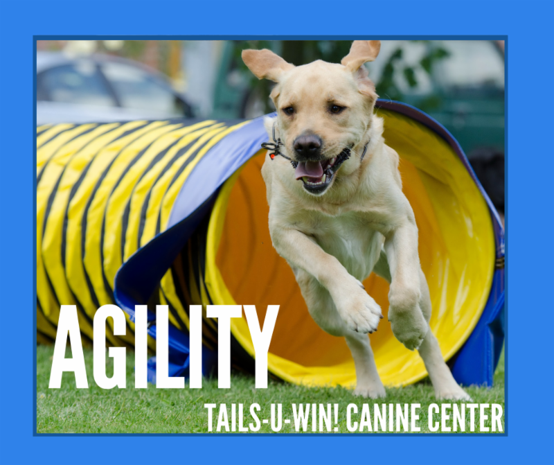 Does your dog need focus and impulse control? NEW Agility Beginner and