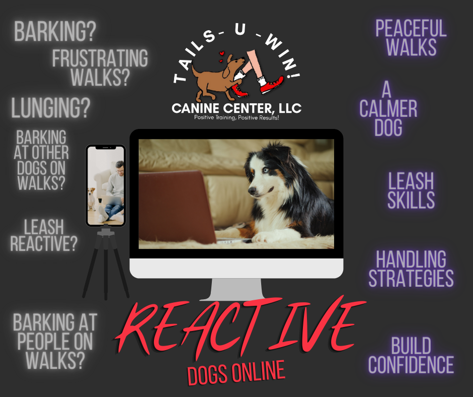 Does your dog need focus and impulse control? NEW Agility Beginner and Reactive Dog Online