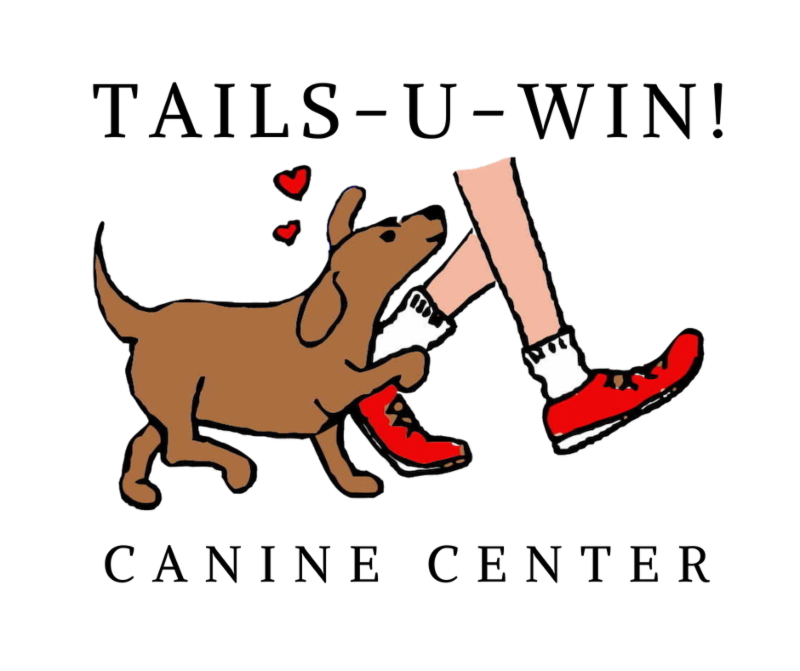 Does your dog need focus and impulse control? NEW Agility Beginner and