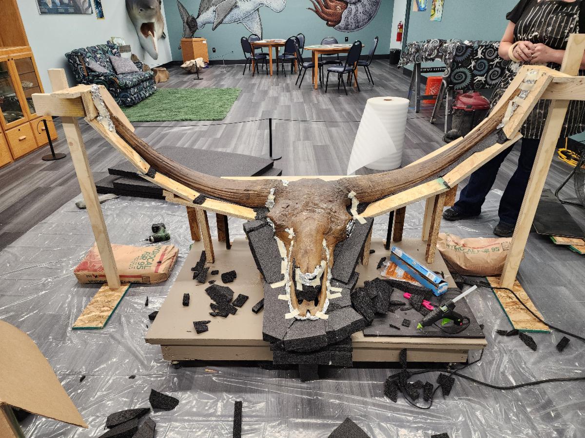 unior, a six-foot-wide skull of a Bison latifrons specimen from the Idaho Museum of Natural History, is prepared for shipment to the National Museum of Natural History.